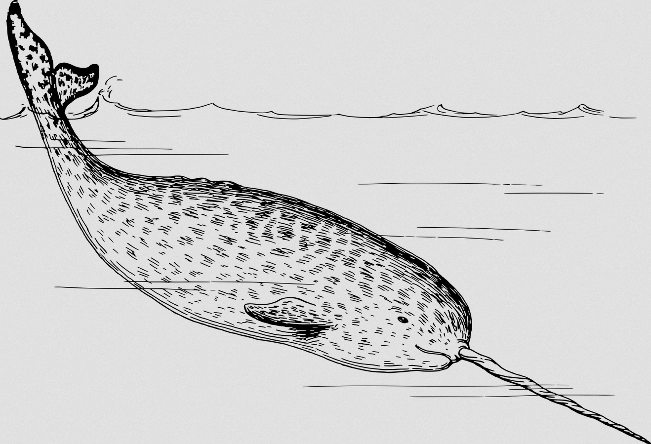 Clipart of narwhal in black and white.